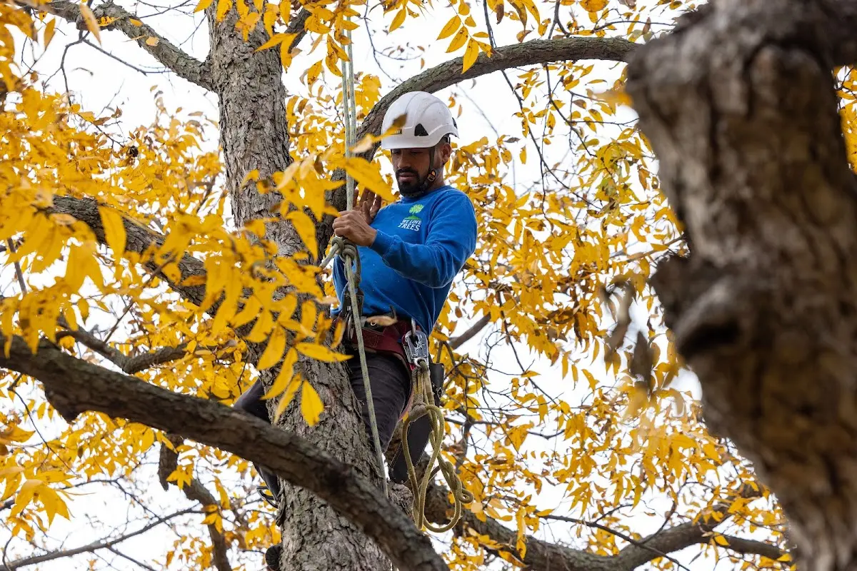 Skilled Tree Pruning crew working in Sharon