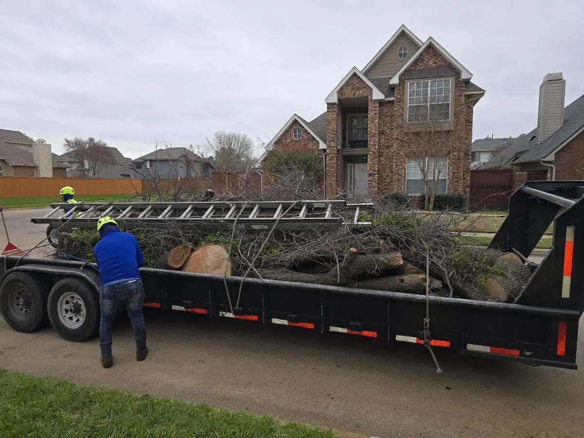 Expert Tree Fertilization with proper safety equipment in Sharon